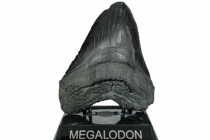 Huge, Fossil Megalodon Tooth - South Carolina #236058